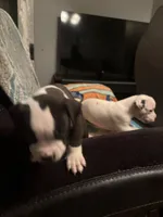 Oreo , a male American Pit Bull Terrier for sale in Buffalo, NY – 3 of 4
