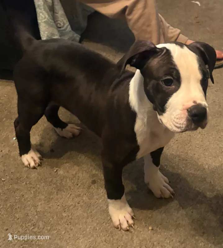 Oreo  – American Pit Bull Terrier puppy for sale in Buffalo, NY