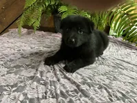 ONYX, a female German Shepherd Dog for sale in Fordland, MO – 1 of 5