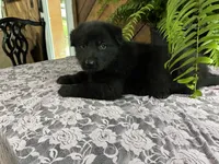 ONYX, a female German Shepherd Dog for sale in Fordland, MO – 4 of 5
