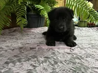 ONYX, a female German Shepherd Dog for sale in Fordland, MO – 3 of 5
