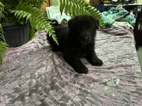 ONYX, a female German Shepherd Dog for sale in Fordland, MO – 5 of 5