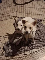 Gizmo Nilla , a  Chihuahua for sale in Belleville, IL – 3 of 3
