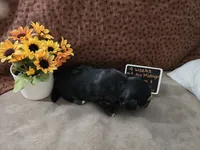 Ace Midnight, a male Havanese and Chiweenie for sale in Belleville, IL – 4 of 4