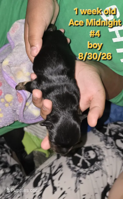 Ace Midnight – Havanese, Chiweenie puppy for sale in Belleville, IL
