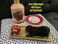Ace Midnight, a male Havanese and Chiweenie for sale in Belleville, IL – 3 of 4