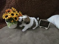 Cupid Love, a male Havanese and Chiweenie for sale in Belleville, IL – 5 of 5