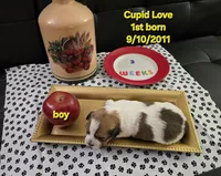 Cupid Love, a male Havanese and Chiweenie for sale in Belleville, IL – 2 of 5