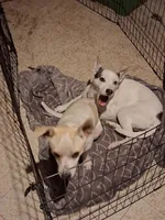 Bleu, a  Chihuahua for sale in Belleville, IL – 2 of 3