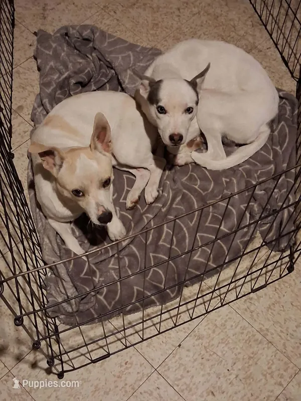 Bleu – Chihuahua puppy for sale in Belleville, IL