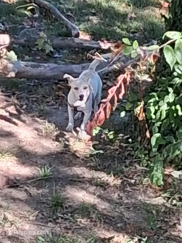 Gizmo Nilla  – Chihuahua puppy for sale in Belleville, IL