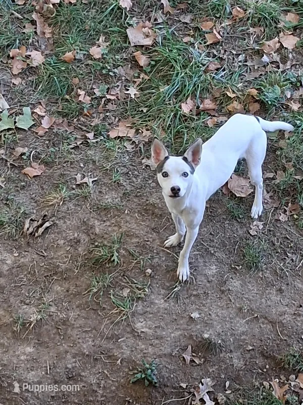 Bleu – Chihuahua puppy for sale in Belleville, IL