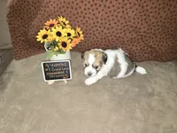 Cupid Love, a male Havanese and Chiweenie for sale in Belleville, IL – 4 of 5