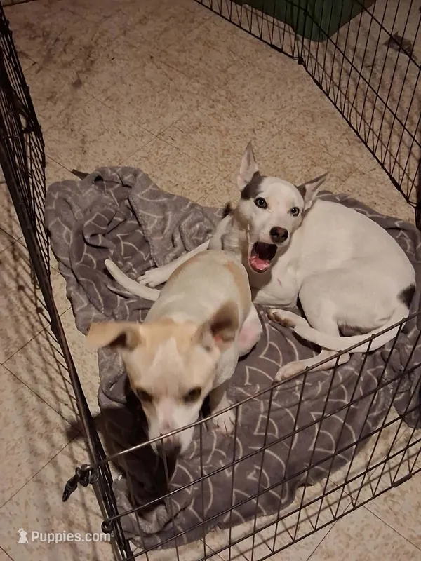 Gizmo Nilla  – Chihuahua puppy for sale in Belleville, IL
