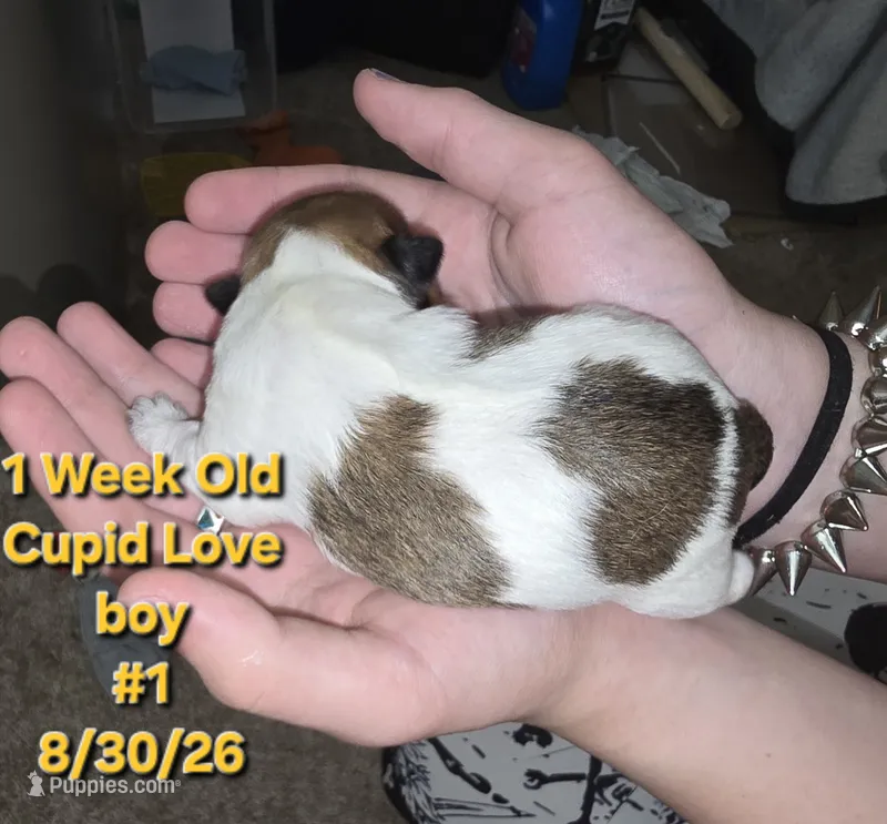 Cupid Love – Havanese, Chiweenie puppy on hold in Belleville, IL