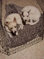 Gizmo Nilla , a  Chihuahua for sale in Belleville, IL – 2 of 3