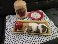 Cupid Love, a male Havanese and Chiweenie for sale in Belleville, IL – 3 of 5