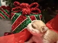 Tanner, a male Chihuahua for sale in New Orleans, LA – Photo 9 of 9