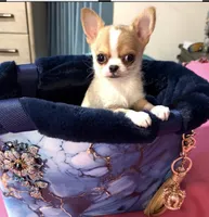 Tanner, a male Chihuahua for sale in New Orleans, LA – Photo 1 of 9