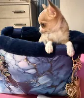 Tanner, a male Chihuahua for sale in New Orleans, LA – Photo 4 of 9