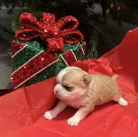 Tanner, a male Chihuahua for sale in New Orleans, LA – Photo 8 of 9