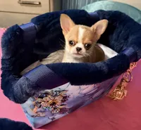 Tanner, a male Chihuahua for sale in New Orleans, LA – Photo 2 of 9