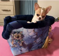 Tanner, a male Chihuahua for sale in New Orleans, LA – Photo 5 of 9