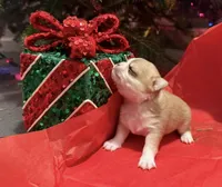 Tanner, a male Chihuahua for sale in New Orleans, LA – Photo 7 of 9