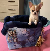 Tanner, a male Chihuahua for sale in New Orleans, LA – Photo 6 of 9