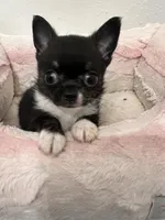 White Diamond (Sold), a male Chihuahua for sale in New Orleans, LA – Photo 2 of 10