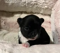 White Diamond (Sold), a male Chihuahua for sale in New Orleans, LA – Photo 5 of 10