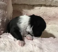 White Diamond (Sold), a male Chihuahua for sale in New Orleans, LA – Photo 9 of 10