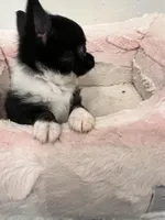 White Diamond (Sold), a male Chihuahua for sale in New Orleans, LA – Photo 10 of 10