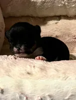 White Diamond (Sold), a male Chihuahua for sale in New Orleans, LA – Photo 8 of 10