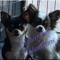 White Diamond (Sold), a male Chihuahua for sale in New Orleans, LA – Photo 7 of 10