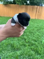 White Diamond (Sold), a male Chihuahua for sale in New Orleans, LA – Photo 6 of 10