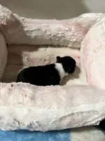 White Diamond (Sold), a male Chihuahua for sale in New Orleans, LA – Photo 4 of 10