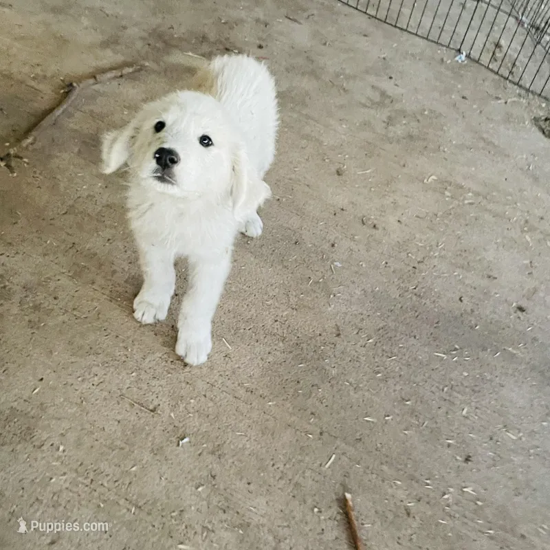 Not named – Great Pyrenees puppy for sale in California City, CA