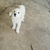 Not named, a male Great Pyrenees for sale in California City, CA – 1 of 1