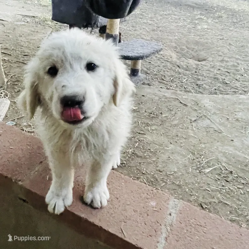 Not named – Great Pyrenees puppy for sale in California City, CA