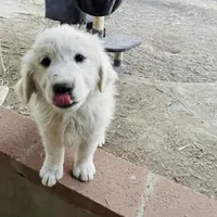Not named, a male Great Pyrenees for sale in California City, CA – 1 of 1