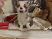 Rafiki, a female Pembroke Welsh Corgi for sale in Saint John, WA – 9 of 10