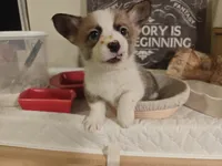 Kiara, a female Pembroke Welsh Corgi for sale in Saint John, WA – 8 of 10