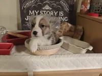 Timon, a female Pembroke Welsh Corgi for sale in Saint John, WA – 3 of 10