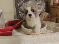 Kiara, a female Pembroke Welsh Corgi for sale in Saint John, WA – 7 of 10