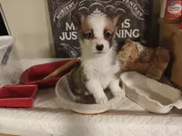 Rafiki, a female Pembroke Welsh Corgi for sale in Saint John, WA – 2 of 10