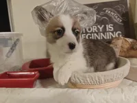 Kiara, a female Pembroke Welsh Corgi for sale in Saint John, WA – 4 of 10