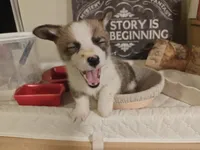 Kiara, a female Pembroke Welsh Corgi for sale in Saint John, WA – 9 of 10