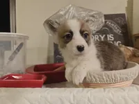 Kiara, a female Pembroke Welsh Corgi for sale in Saint John, WA – 5 of 10