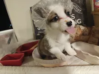 Rafiki, a female Pembroke Welsh Corgi for sale in Saint John, WA – 7 of 10